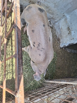 vier disponibil pentru monta - imagine 2