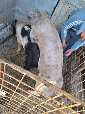 vier disponibil pentru monta