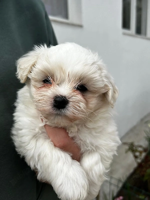 Cautam casa nouă! - imagine 2