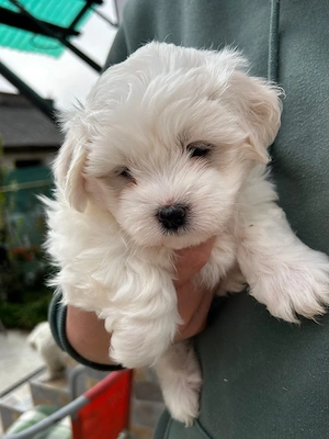 Cautam casa nouă! - imagine 3