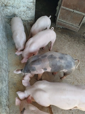 Purcei de vanzare - imagine 3