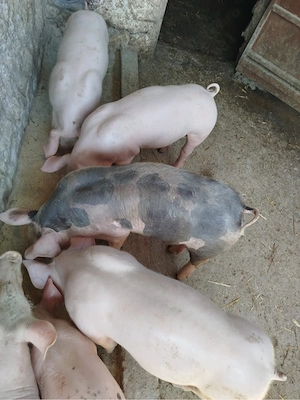 Purcei de vanzare - imagine 2