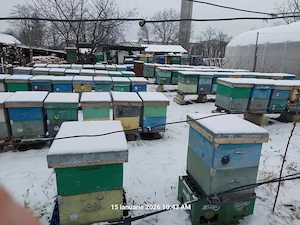 Vinzare stupi albine