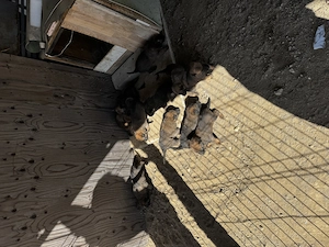 Vând Ciobănesc Malinois - imagine 4