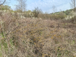 casa de vanzare Melinesti