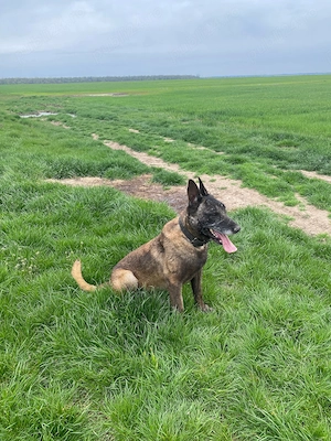 Vând Ciobănesc Malinois - imagine 3