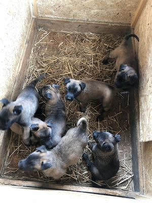 Vând Ciobănesc Malinois