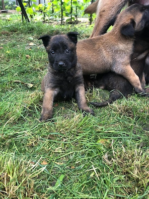 Vând Ciobănesc Malinois - imagine 2