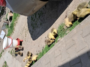 Boboci romanesti de 10 zile - imagine 2