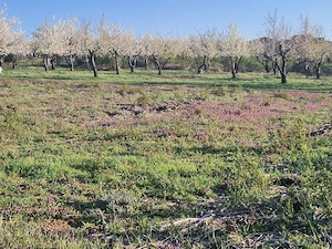 vand teren Paleu intravilan 3155 mp - 49 euro mp - imagine 8