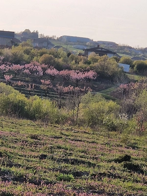 vand teren Paleu intravilan 3155 mp - 49 euro mp - imagine 2