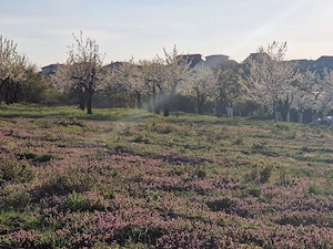 vand teren Paleu intravilan 3155 mp - 49 euro mp - imagine 3