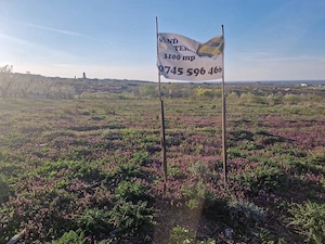 vand teren Paleu intravilan 3155 mp - 49 euro mp - imagine 5