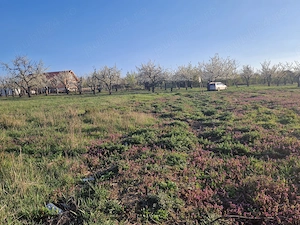 vand teren Paleu intravilan 3155 mp - 49 euro mp