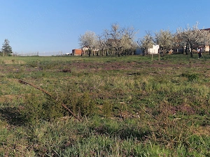 vand teren Paleu intravilan 3155 mp - 49 euro mp - imagine 7