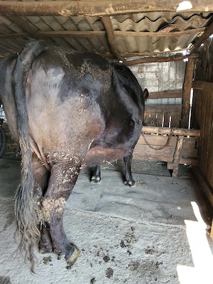  vând vacă metis  - imagine 3