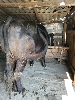  vând vacă metis  - imagine 2