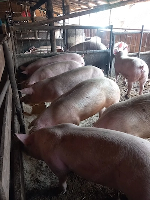 porci de vanzare - imagine 2