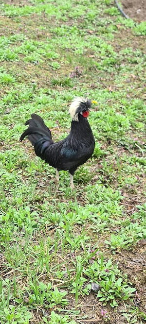 Cocoș olandez moțat de vânzare și pitic - imagine 3