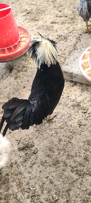 Cocoș olandez moțat de vânzare și pitic - imagine 2