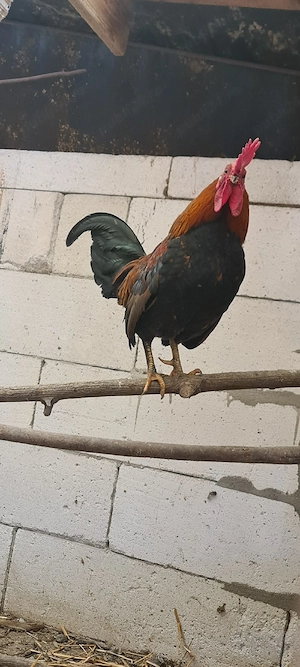 Cocoș olandez moțat de vânzare și pitic