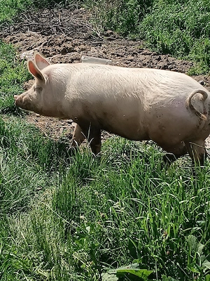 pentru reproductie s-au sacrificat - imagine 2