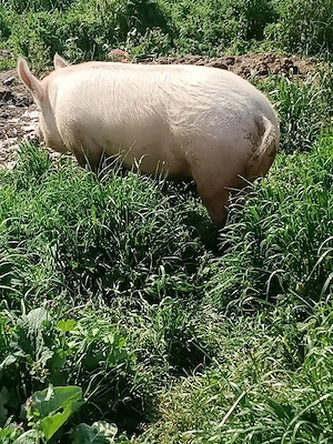 pentru reproductie s-au sacrificat