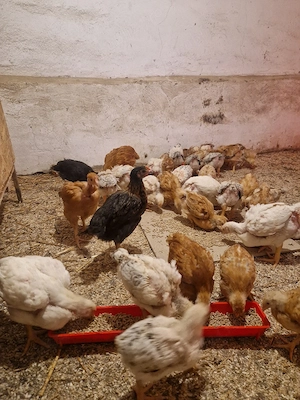 ouă de vânzare ,puicuțe și cocoși  - imagine 3