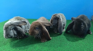 Iepuri Berbec German  - imagine 3