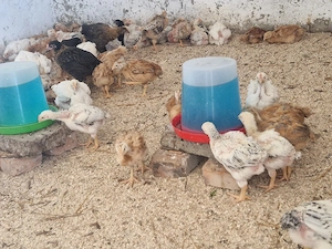 ouă de vânzare ,puicuțe și cocoși 