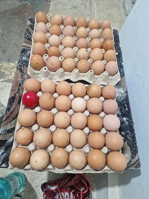 ouă de vânzare ,puicuțe și cocoși  - imagine 2