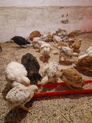 ouă de vânzare ,puicuțe și cocoși  - imagine 4