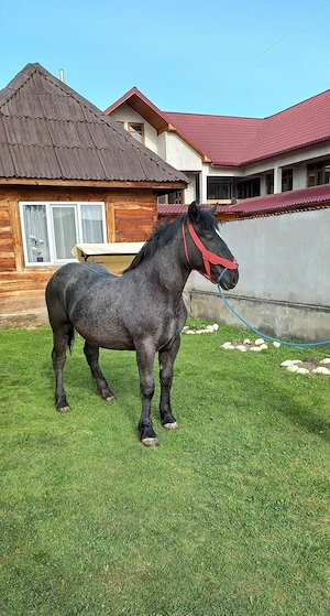 Manza de 12 luni - imagine 4