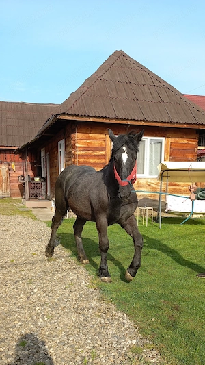 Manza de 12 luni - imagine 3