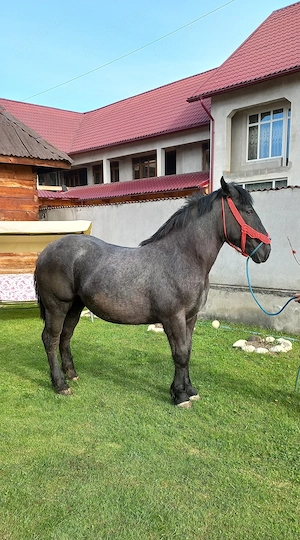 Manza de 12 luni - imagine 5