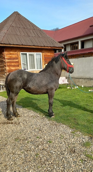 Manza de 12 luni - imagine 2