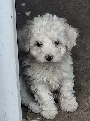 De vânzare bichon malteze 