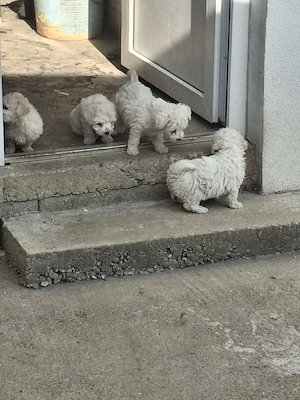 De vânzare bichon malteze  - imagine 2