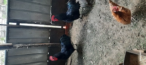 cocos austrolop - imagine 2