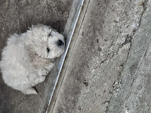 De vânzare bichon malteze  - imagine 5