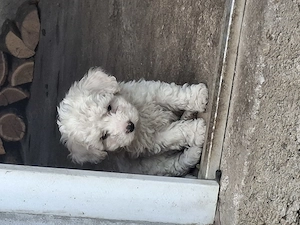 De vânzare bichon malteze  - imagine 3