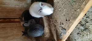 iepurasi californieni si neozelandez