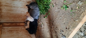 iepurasi californieni si neozelandez - imagine 3