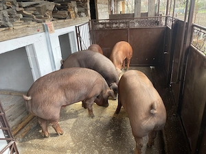 De vânzare porci Duroc   rasă de carne - imagine 2