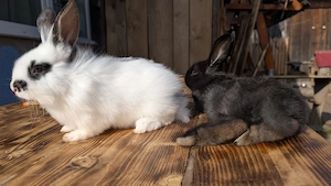 Iepurasi de vanzare  - imagine 3