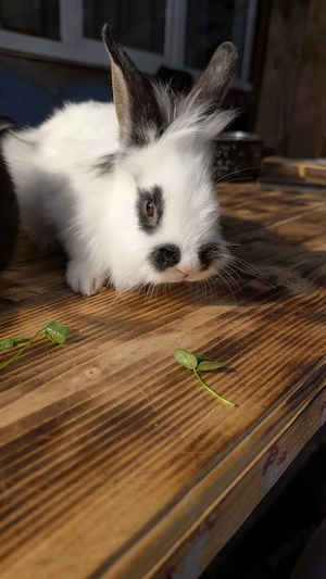 Iepurasi de vanzare  - imagine 5