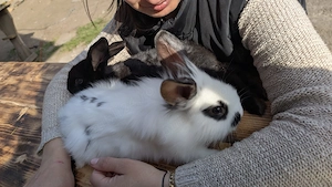 Iepurasi de vanzare  - imagine 2