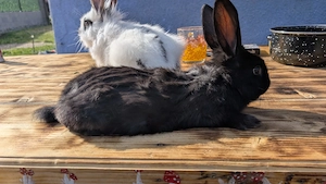 Iepurasi de vanzare  - imagine 4