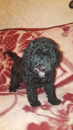 catelusi pudel - caniche - imagine 2