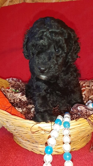 catelusi pudel - caniche - imagine 3